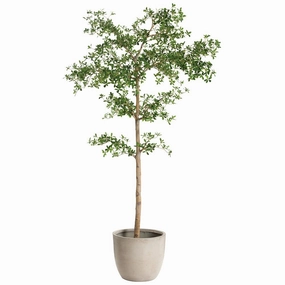 8.5' Shady Lady Tree